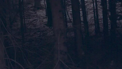 Forest at night Stock Footage 137642702