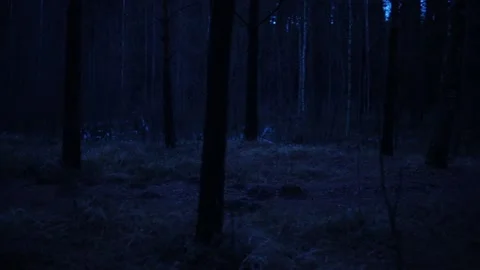 Forest at night Stockbeeldmateriaal 170999966