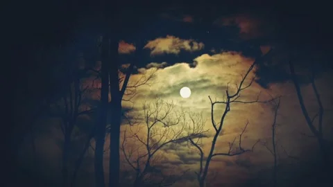 Forest at night Stock Footage 236811867