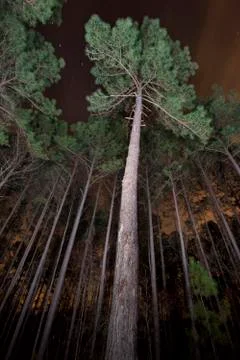 A forest at night Stock Photos