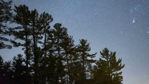 Forest Night Sky Time-Lapse 4k Vídeos de archivo 75918572
