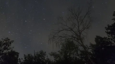 Forest night sky timelapse Stock Footage