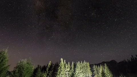 Forest at night under dark blue sky Stock Footage 80115583