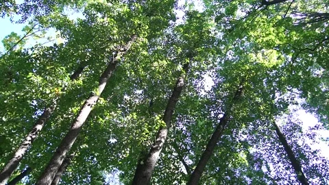 The forest is noisy Video stock 138222836