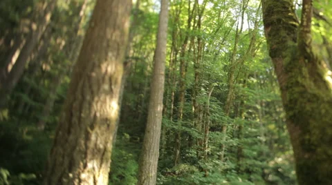 Forest north of Portland Stock Footage 60755587