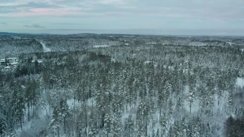 Forest in Norway during winter Video stock 260268794