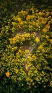 Forest Number 写真素材