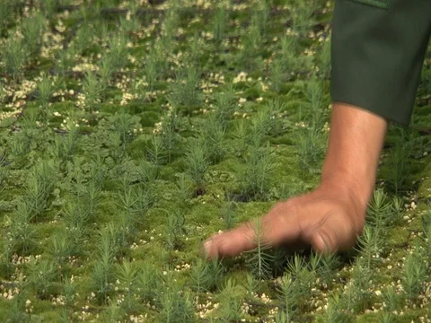 Forest Nursery Stock Footage 98232340