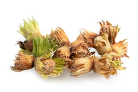 Forest nuts hazel nuts isolated on white background. Stock Photos