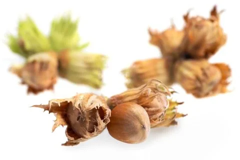 Forest nuts hazel nuts isolated on white background. Stock-Fotos
