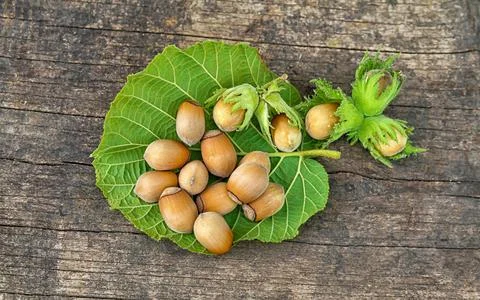 Forest nuts Stock Photos