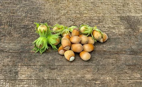 Forest nuts Stock Photos