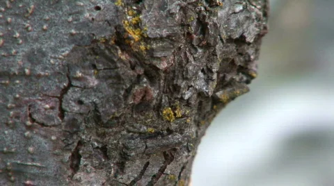 Forest-Oak Tree-Close Up Bark-Stream in BKGD 動画素材 109936