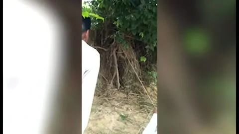 Forest officials capture python from tree in Kheda, India 스톡 동영상 252924144