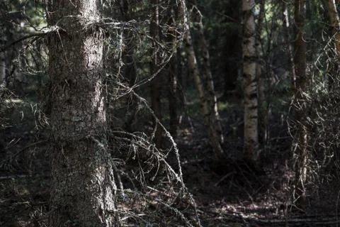 A forest with an old, dry tree with bark, moss and sunlight Foto stock