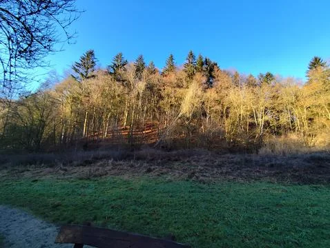 Forest in old germany Stock Photos