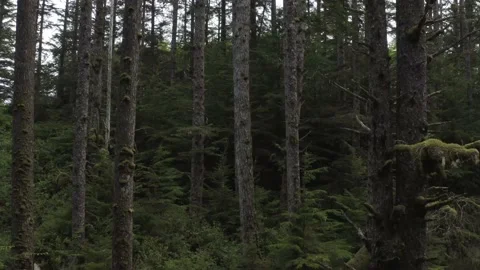 Forest Old Growth Drone Stockbeeldmateriaal 158509519