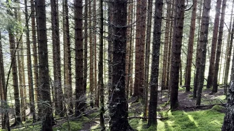 Forest Old in Norway Video stock 317246235
