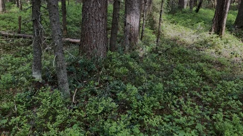 Forest with old pine trees at summer day Stock Footage 115070894