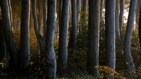 Forest with old trees Stock Footage 40591224
