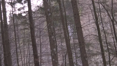 Forest of old trees 스톡 동영상 137643936