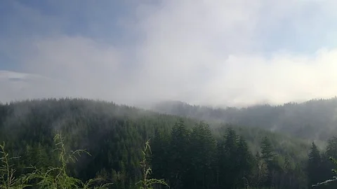 Forest Olympic Peninsula Wa. State Stock Footage 70950498