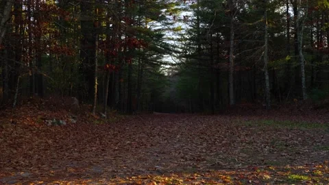 Forest Opening Leaf Falling Stock Footage 144712085