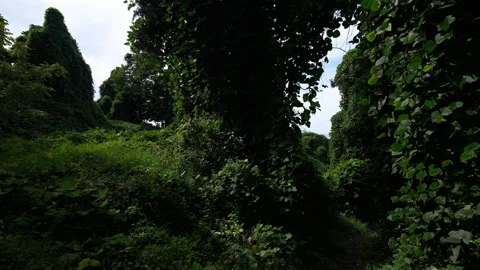 Forest opening surrounded by thick evergreen foliage and climbing vines in 库存影片 347872999