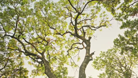 Forest Orbit: Low Angle Pan of Ancient Tree with Hopping Birds, Tranquil Scene  Stock-Footage 321200273