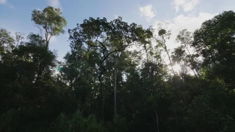 Forest Orbit_Sun Flare Through Trees, Borneo, Indonesia Stock Footage 142119073