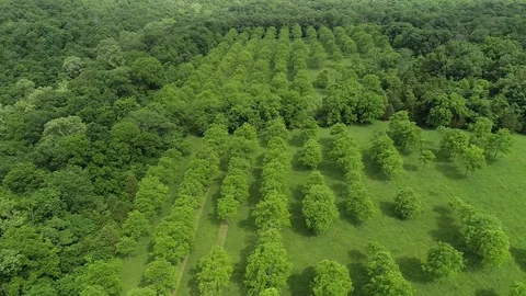 Forest orchard Video stock 93386886