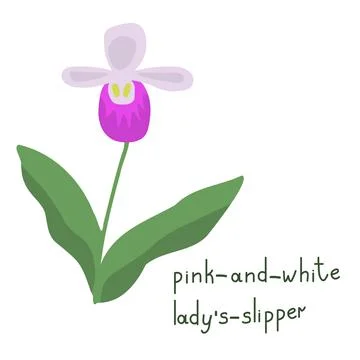 Forest orchid vector flower Stock-Illustration