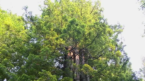 Forest in Oregon Stock Footage 38601005