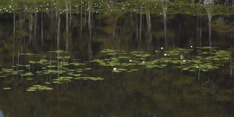 Forest on the other side of the pond Stock Footage 103485576