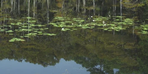 Forest on the other side of the pond Stock Footage 103485613