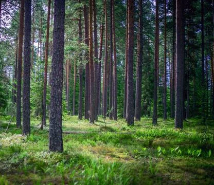 Forest outdoor landscape Foto stock