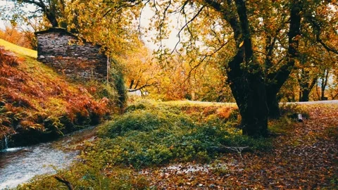 Forest outom. Stockbeeldmateriaal 254971267