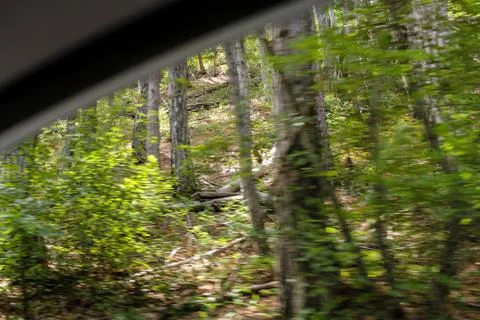 Forest outside the car window. Stock Photos