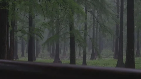 The forest outside is raining heavily Stock Footage 337505591