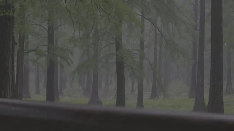 The forest outside is raining heavily,V-Log; supports color grading. Stock Footage 337498019