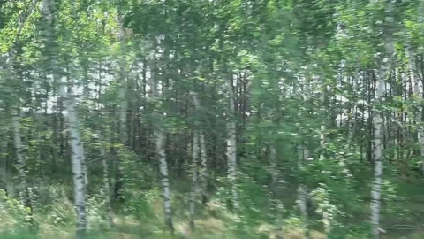 Forest outside the window of a moving car Stock Footage 157905011