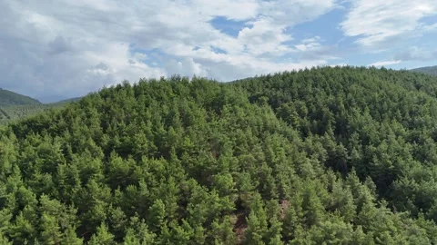 Forest over the hill and cloud sky background video. Stock Footage 286998408