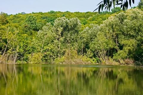 Forest over the lake Stock Photos