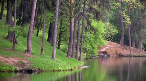 Forest over the pond Stock-Footage 5503331