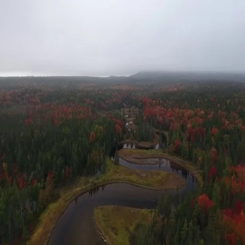 Forest, Overhead Flyover of Winding River, Aerial Vídeos de archivo 69718253