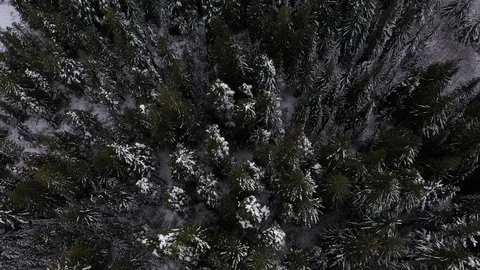 FOREST OVERHEAD Stock Footage 98965235