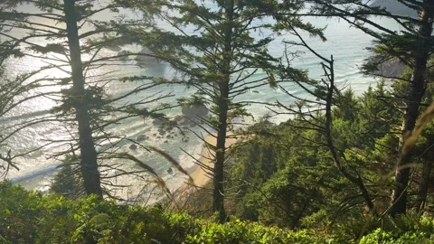 Forest Overlook Above a Rocky Beach at Ecola State Park Oregon Stock Footage 341993115