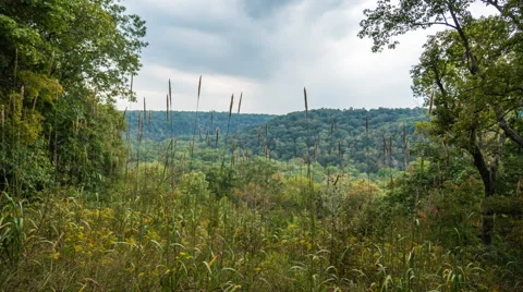 Forest Overlook High Dynamic Range Mammoth Cave National Park Stock Footage 56506749