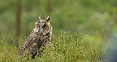 Forest owl. Asio otus, Long-eared Owl sitting in green vegetation in the fallen  Stock Footage 164577499