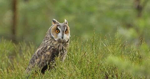 Forest owl. Asio otus, Long-eared Owl sitting in green vegetation in the fallen  Stock Footage 164580373